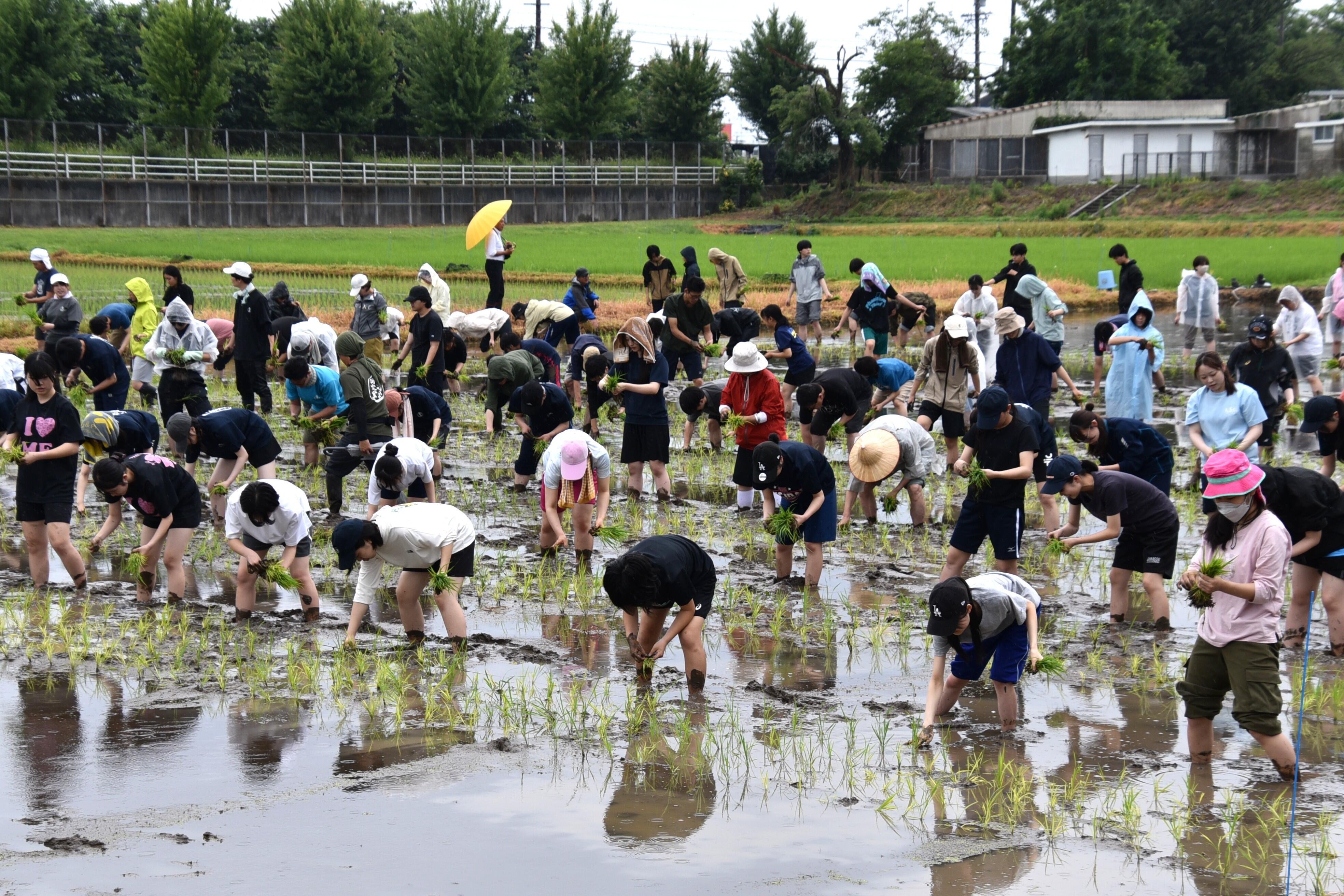 時折、雨も小降りに