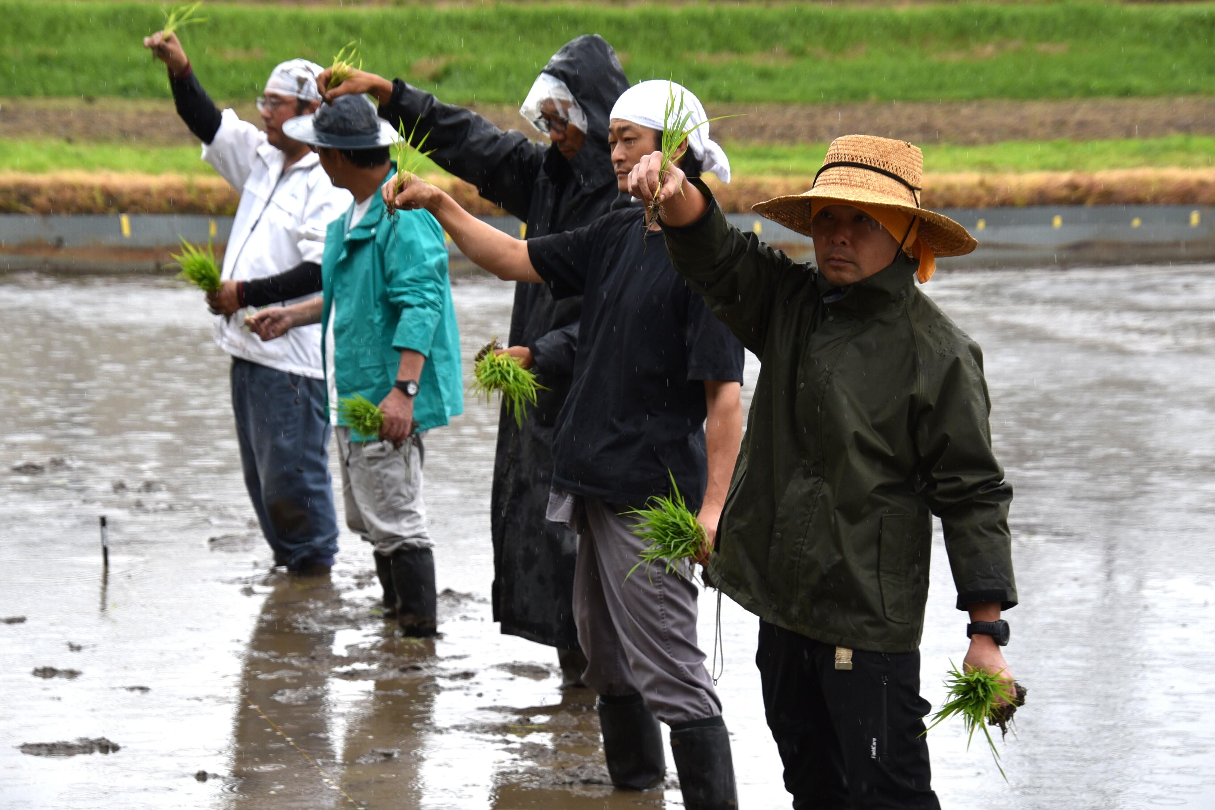 田植えの要領を説明