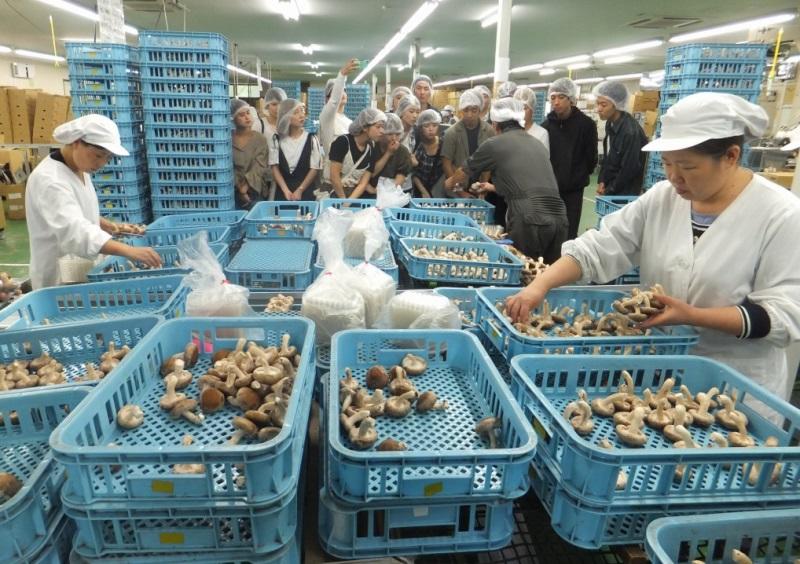 菌床シイタケの一貫生産を手掛ける「岩泉きのこ産業」