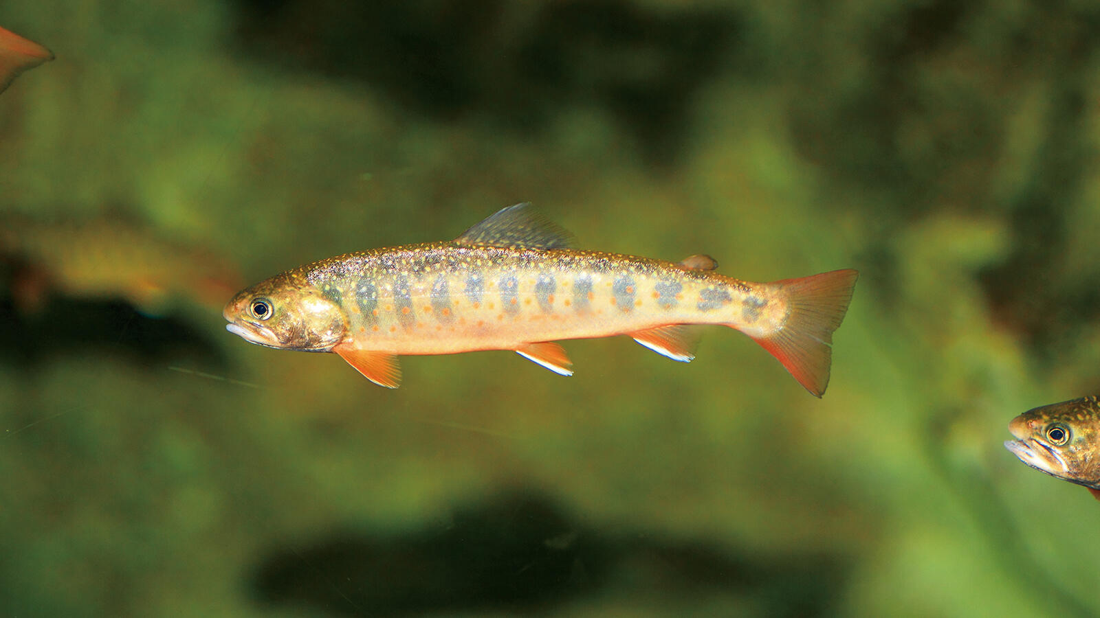 生物多様性を守るために、人知れず絶滅の危機にある川の魚たちに光を当てる