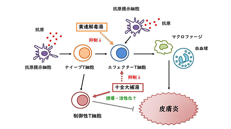 第86回　漢方を科学する（その３）