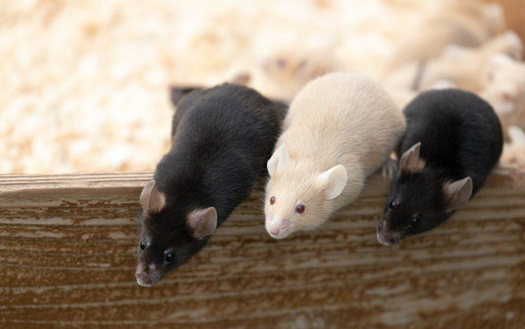 マウスにはヒトの痛みがわからない場合がある（薬学部・神野透人教授）